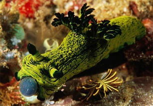 奇異海洋生物盤點,感覺是外星生物