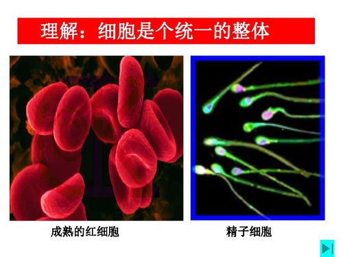 原核細(xì)胞 生物世界的基礎(chǔ)單位