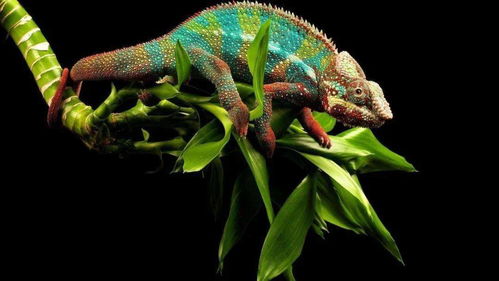 高中生物二輪復(fù)習(xí)微專(zhuān)題精講 聚焦核心，構(gòu)建網(wǎng)絡(luò)